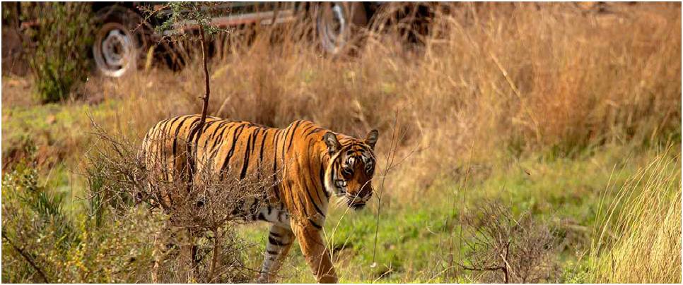 Tiger Park rishikesh Uttarakhand India
