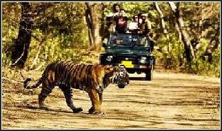 rishikesh rafting camping & wildlife jeep safari packages